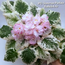 РС-Золотая Рыбка (Репкина)
